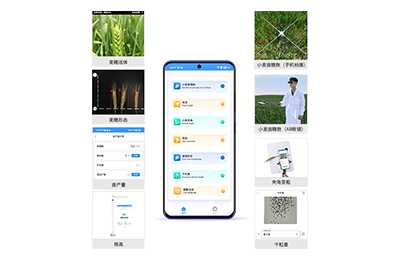 顺义区小麦表型测量仪IN-XM05